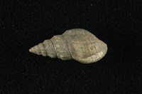 藏品(塔蜷)的圖片